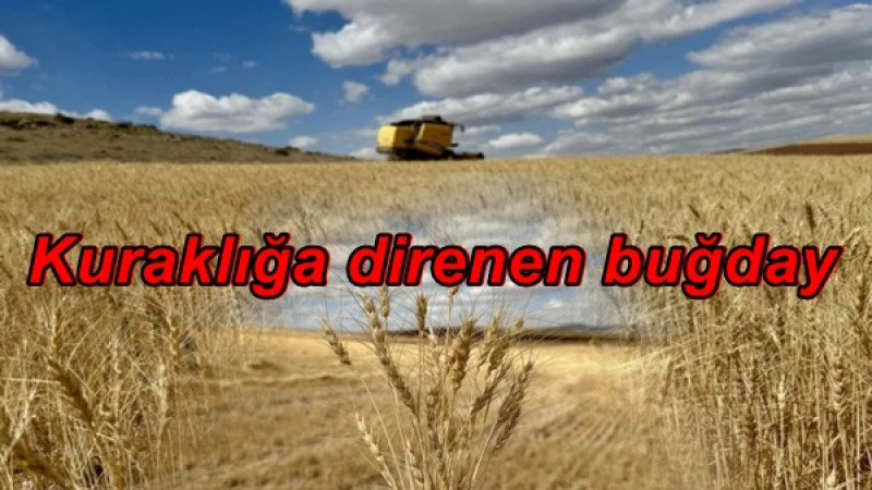 Kuraklığa direnen buğday