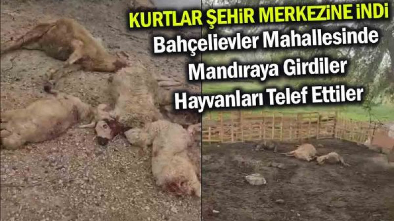 Kırşehir'de Mandıraya Giren Kurtlar Hayvanları Telef Etti