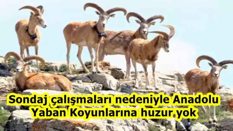 Sondaj çalışmaları nedeniyle Anadolu Yaban Koyunlarına huzur yok