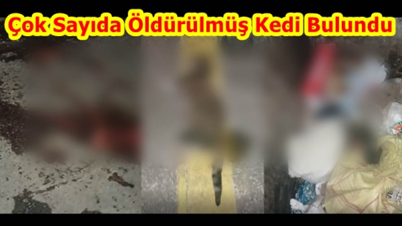 Çok Sayıda Öldürülmüş Kedi Bulundu