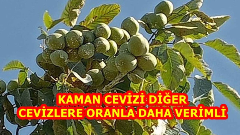 KAMAN CEVİZİ DİĞER CEVİZLERE ORANLA DAHA VERİMLİ