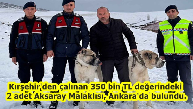 Kırşehir'den çalınan 350 bin TL değerindeki 2 adet Aksaray Malaklısı, Ankara'da bulundu.