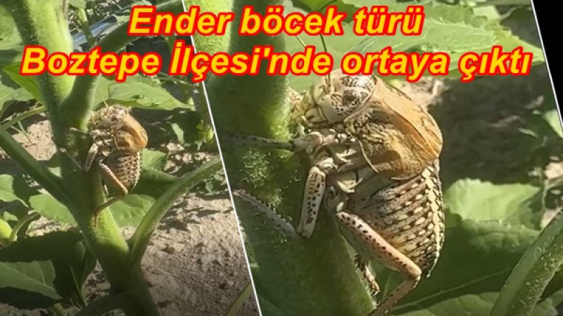Ender böcek türü Boztepe İlçesi'nde ortaya çıktı