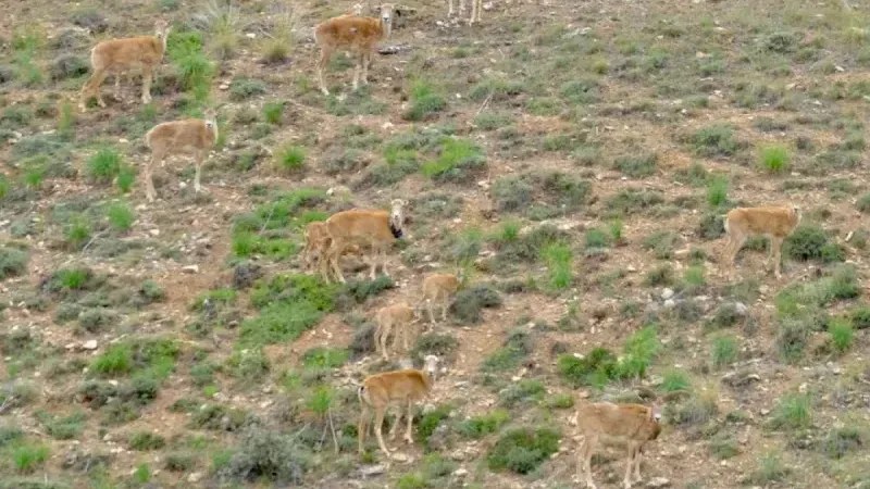 Kervansaray Dağları’nda doğaya salınan Anadolu yaban koyunları