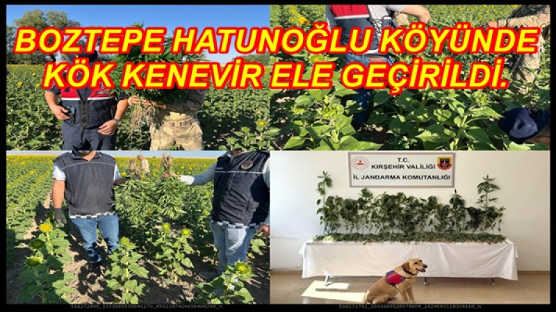 BOZTEPE HATUNOĞLU KÖYÜNDE KÖK KENEVİR ELE GEÇİRİLDİ.