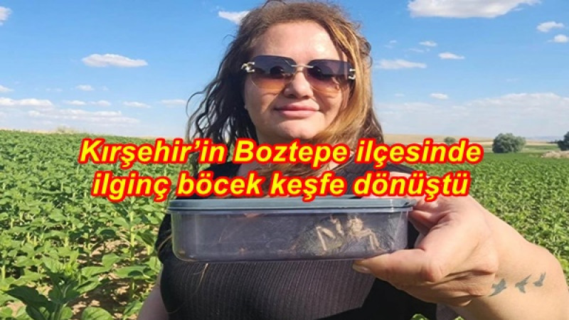 Kırşehir’in Boztepe ilçesinde ilginç böcek keşfe dönüştü