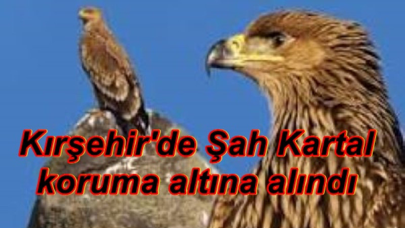 Kırşehir'de Şah Kartal koruma altına alındı