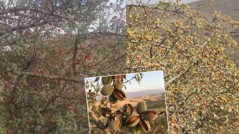 Birçok yerde alıç ve badem, her yıl toplanmadığı için dallarda çürüyor. 