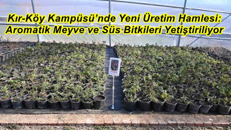 Aromatik Meyve ve Süs Bitkileri Yetiştiriliyor