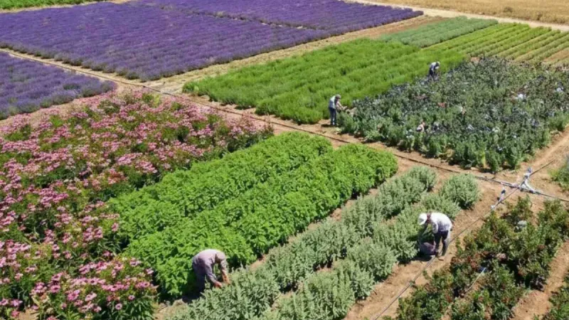 KAEÜ’den GETAT’ta Örnek Model: Tıbbi ve Aromatik Bitkilerle Bilim ve Kırsal Kalkınma Buluştu
