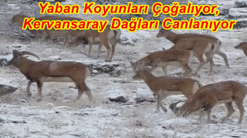 Yaban Koyunları Çoğalıyor, Kervansaray Dağları Canlanıyor