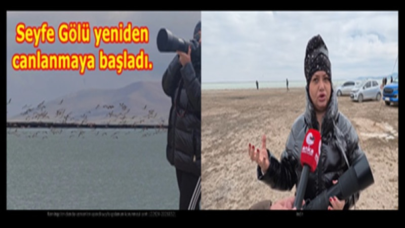 Seyfe Gölü’nde kuş hareketliliği başladı. 