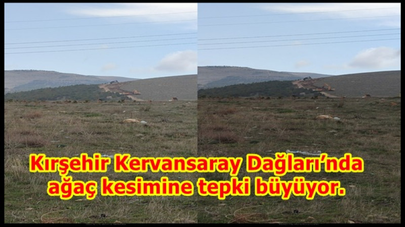 Kırşehir Kervansaray Dağları’nda ağaç kesimine tepki büyüyor.