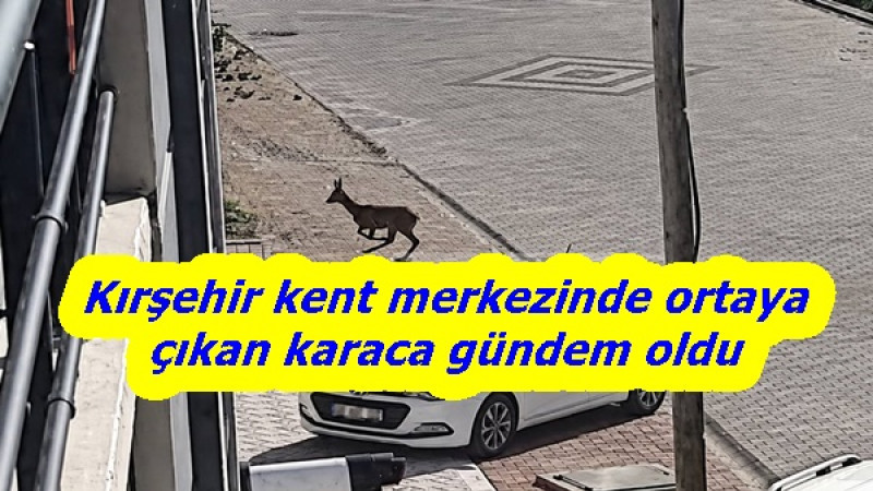  Kırşehir kent merkezinde ortaya çıkan karaca gündem oldu
