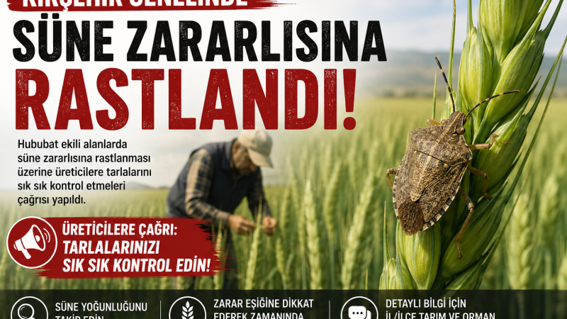 Kırşehir genelinde süne zararları için uyarı