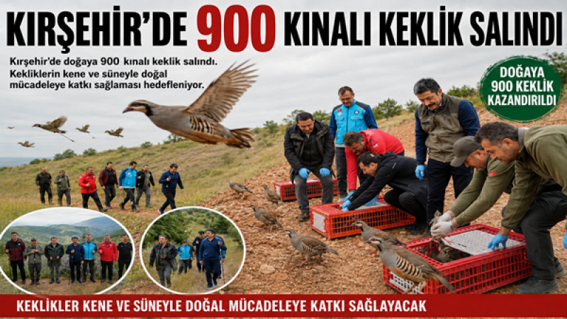 Kırşehir’de 900 kınalı keklik salındı. 