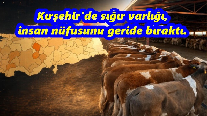Kırşehir'de sığır varlığı, insan nüfusunu geride bıraktı.