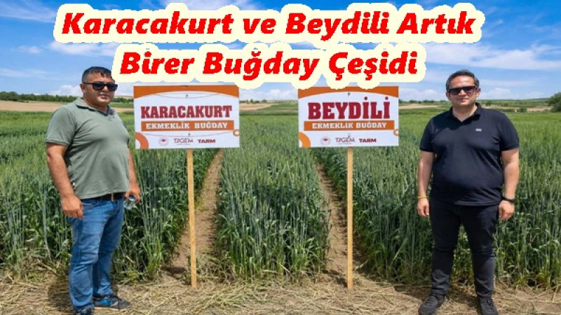 Karacakurt ve Beydili Artık Birer Buğday Çeşidi