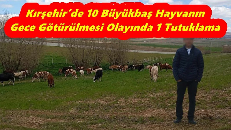 Kırşehir’de 10 Büyükbaş Hayvanın Gece Götürülmesi Olayında 1 Tutuklama