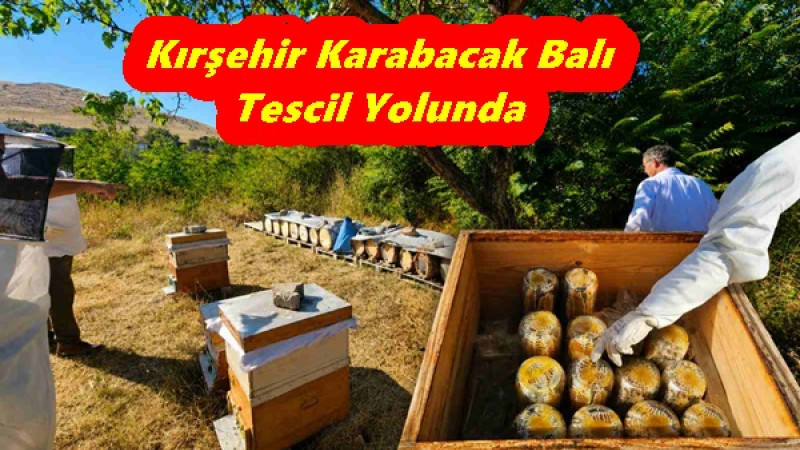 Kırşehir Karabacak Balı Tescil Yolunda