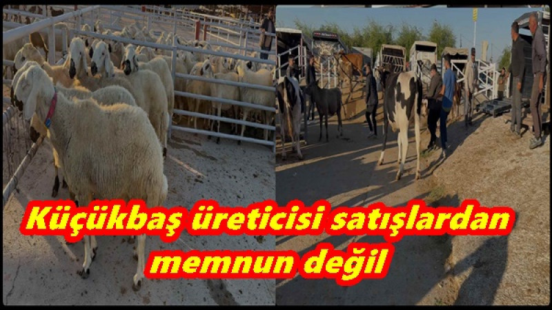 Küçükbaş üreticisi satışlardan memnun değil
