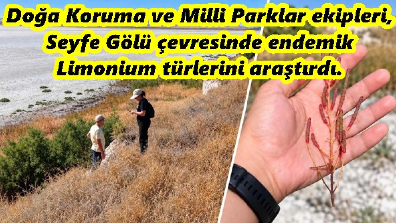 Doğa Koruma ve Milli Parklar ekipleri, Seyfe Gölü çevresinde endemik Limonium türlerini araştırdı.