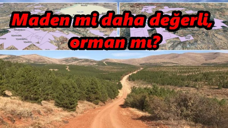 Maden mi daha değerli, orman mı?