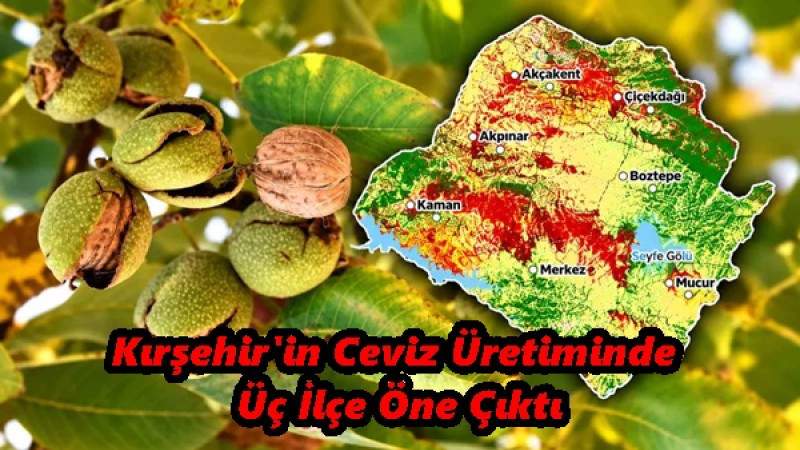 Kırşehir'in Ceviz Üretiminde Üç İlçe Öne Çıktı